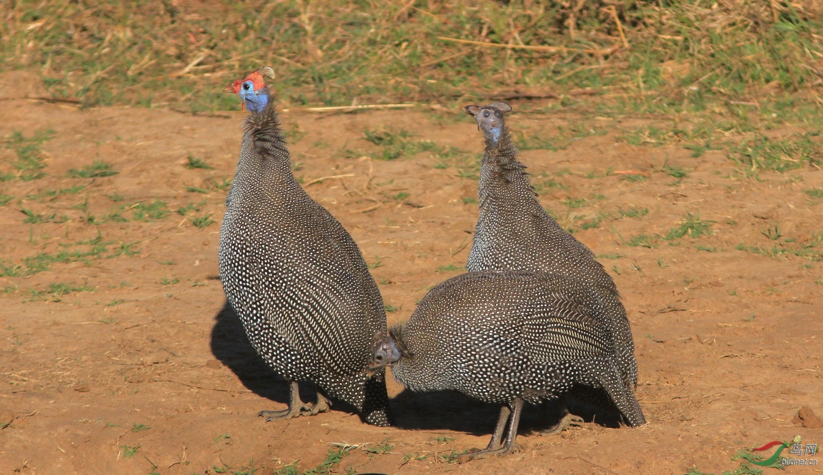 黑珍珠,拍於南非
