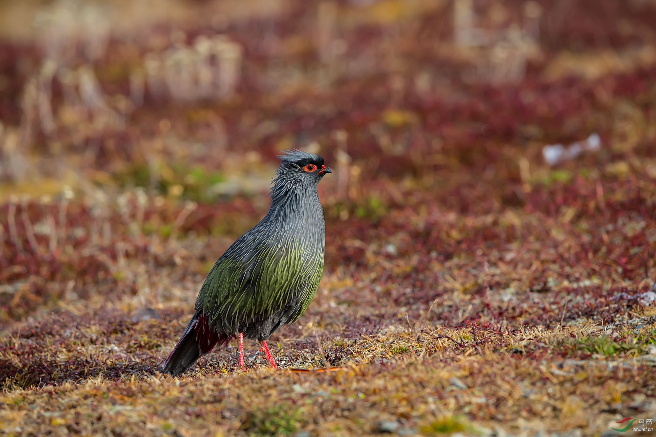 贺鸟友们新年快乐