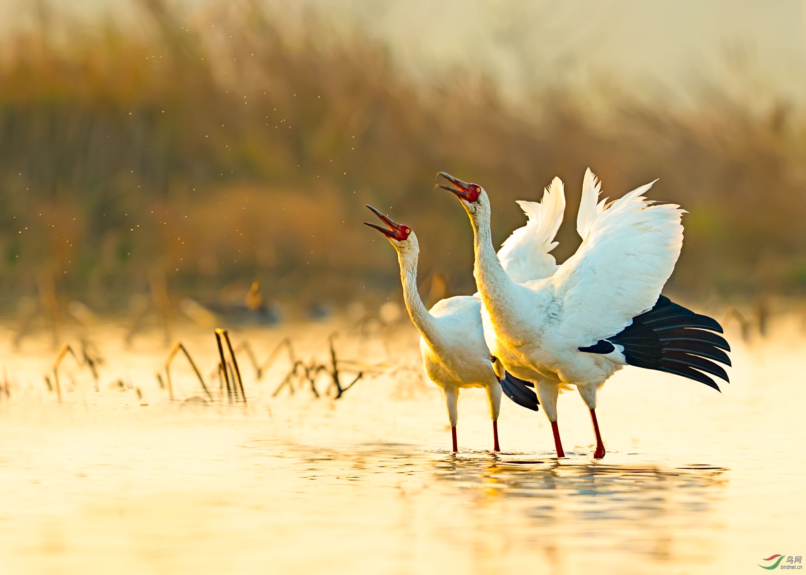 贺鸟友们新年快乐