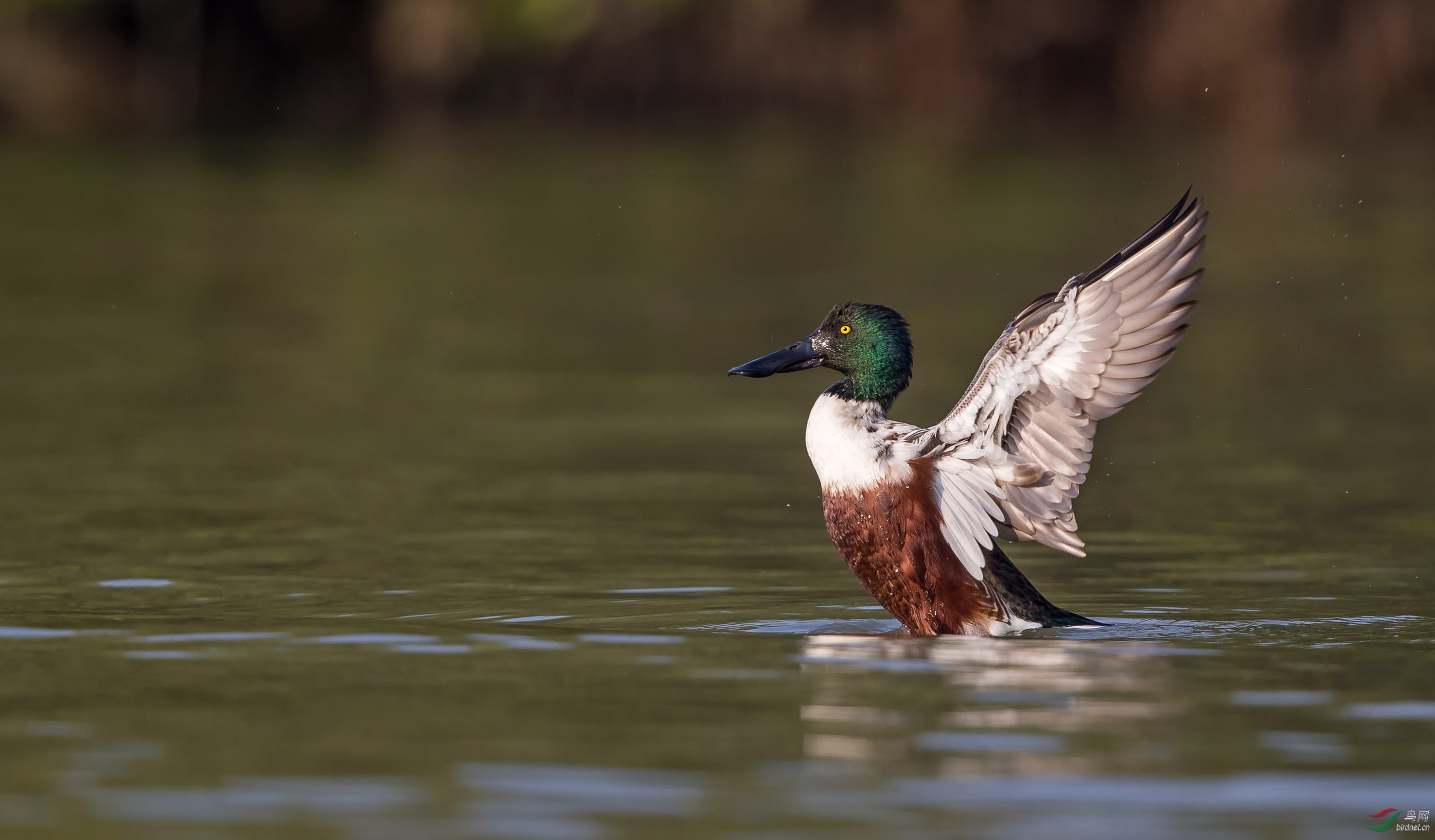 琵嘴鸭琵嘴鸭阔嘴鸭铲土鸭祝贺图1荣获首页精华