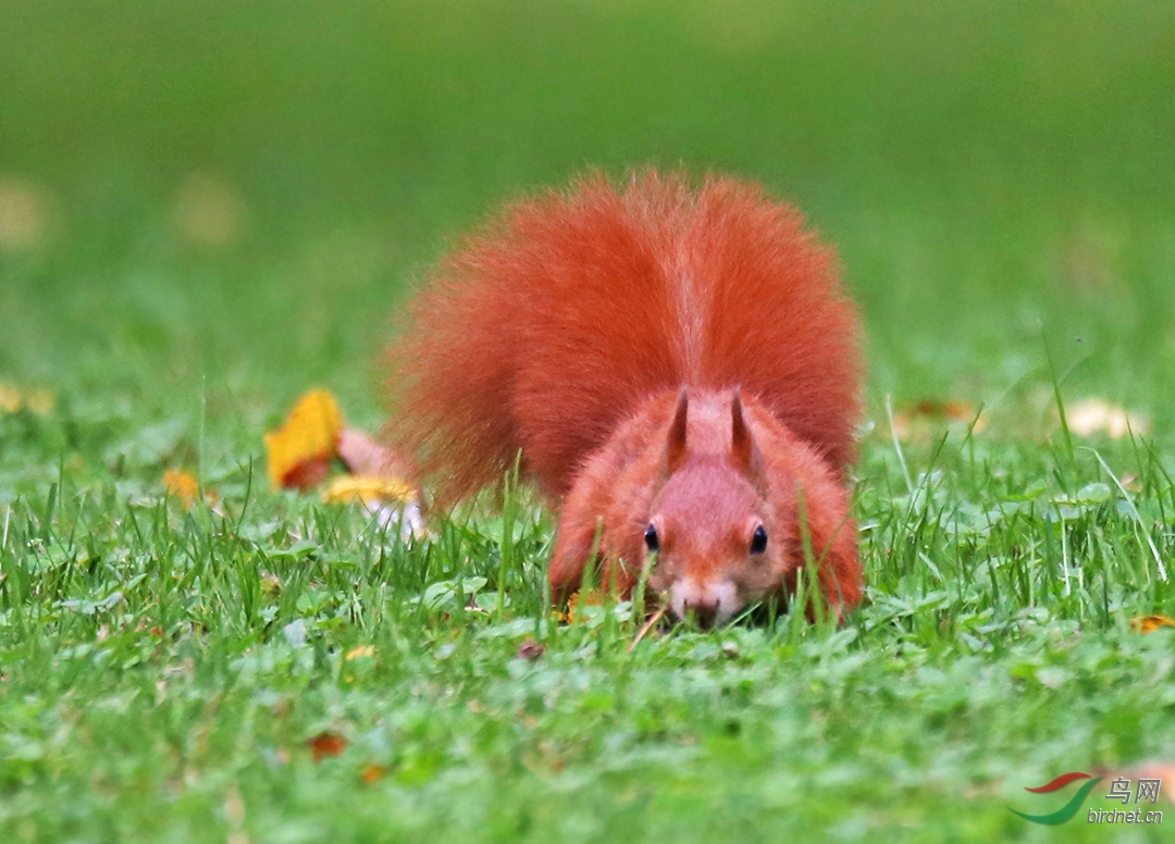 漂亮的小红松鼠(祝内蒙的朋友们新春快乐!