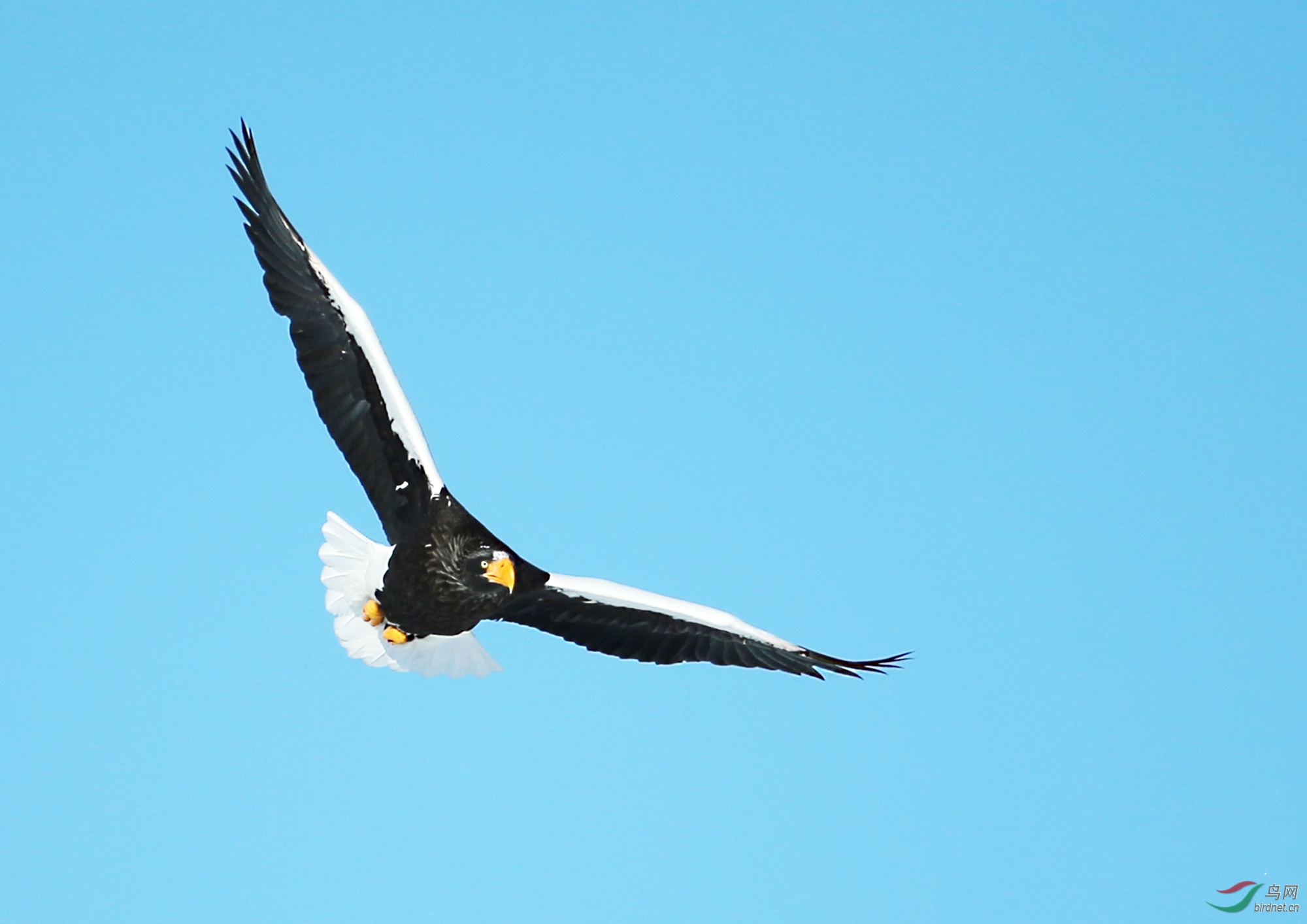 虎头海雕贺新春!