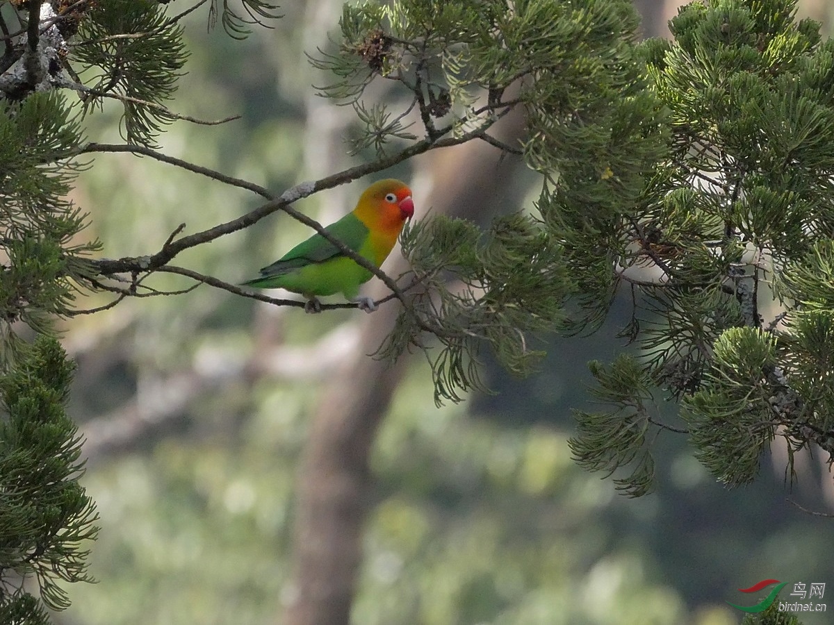 5.����ȥ�۲�۲�