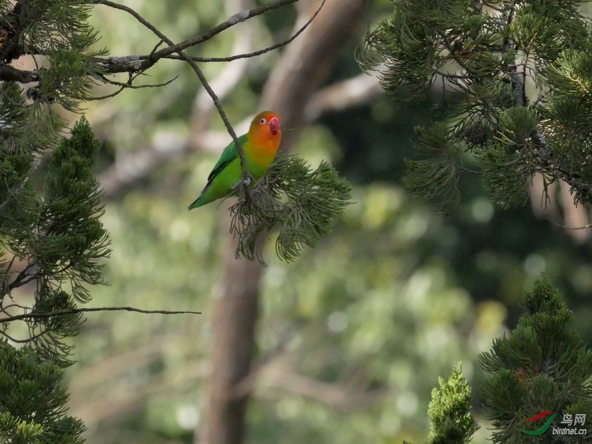 6.ͻ�����룺�����ҵ���֦���������ں���̶�����ˡ�