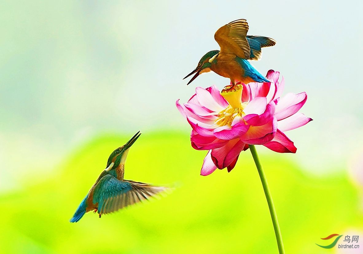 两只小翠争荷花