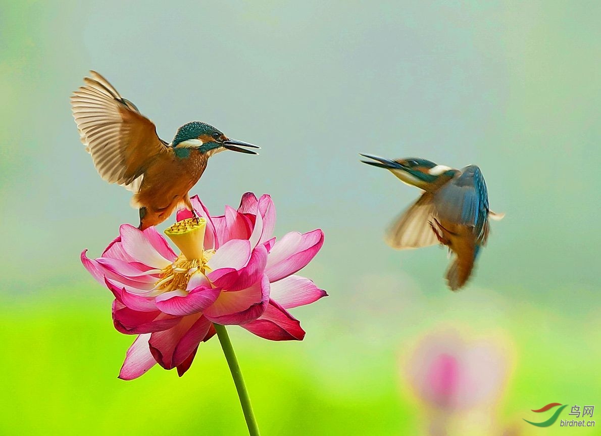 两只小翠争荷花