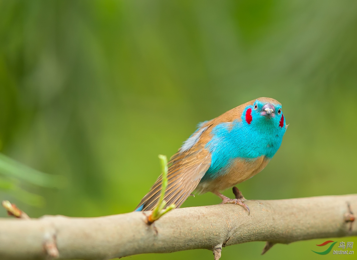 红颊蓝饰雀 — 初三问好 !