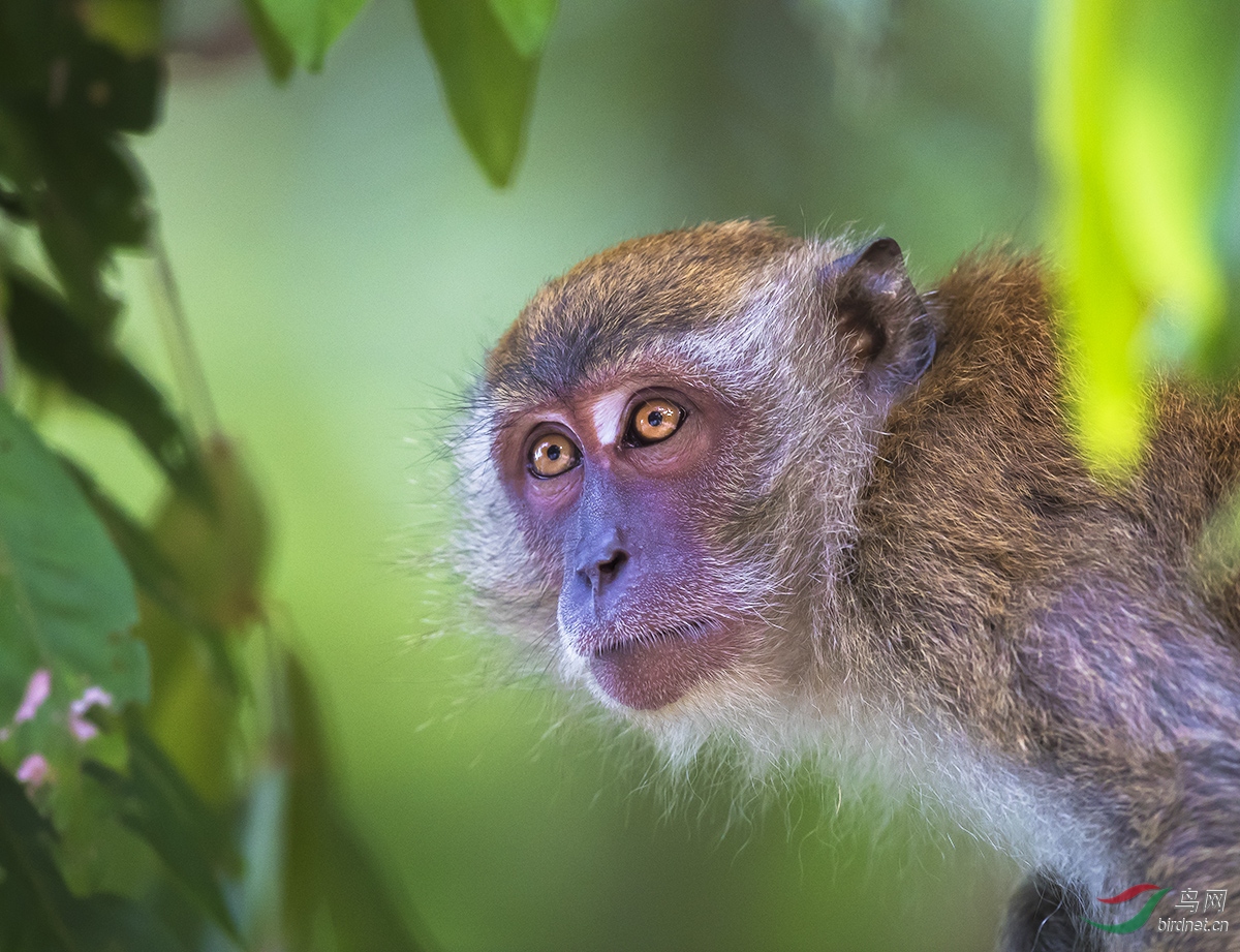 马来西亚猴脸