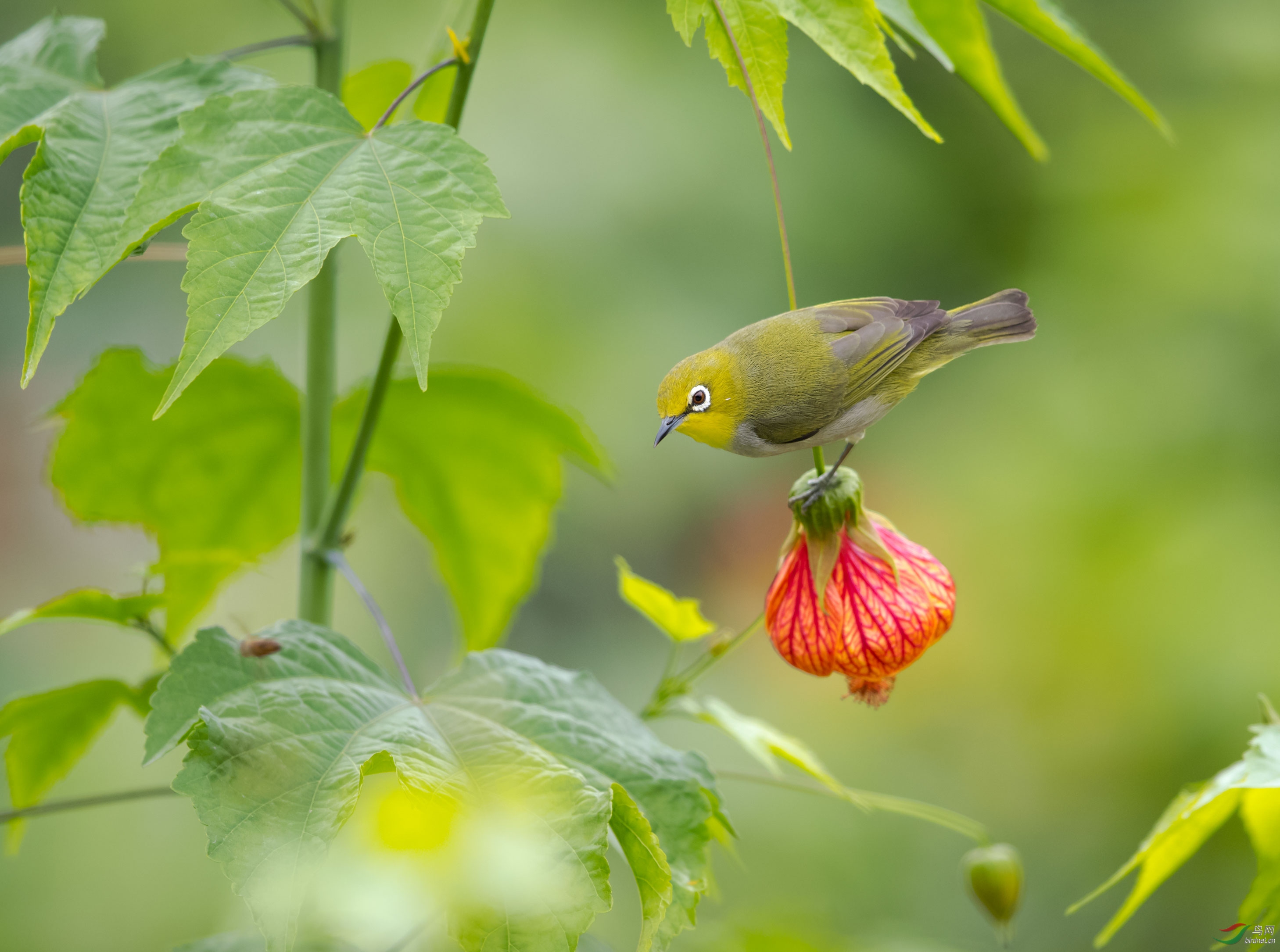 暗綠繡眼鳥搖鈴追逐小蜜蜂