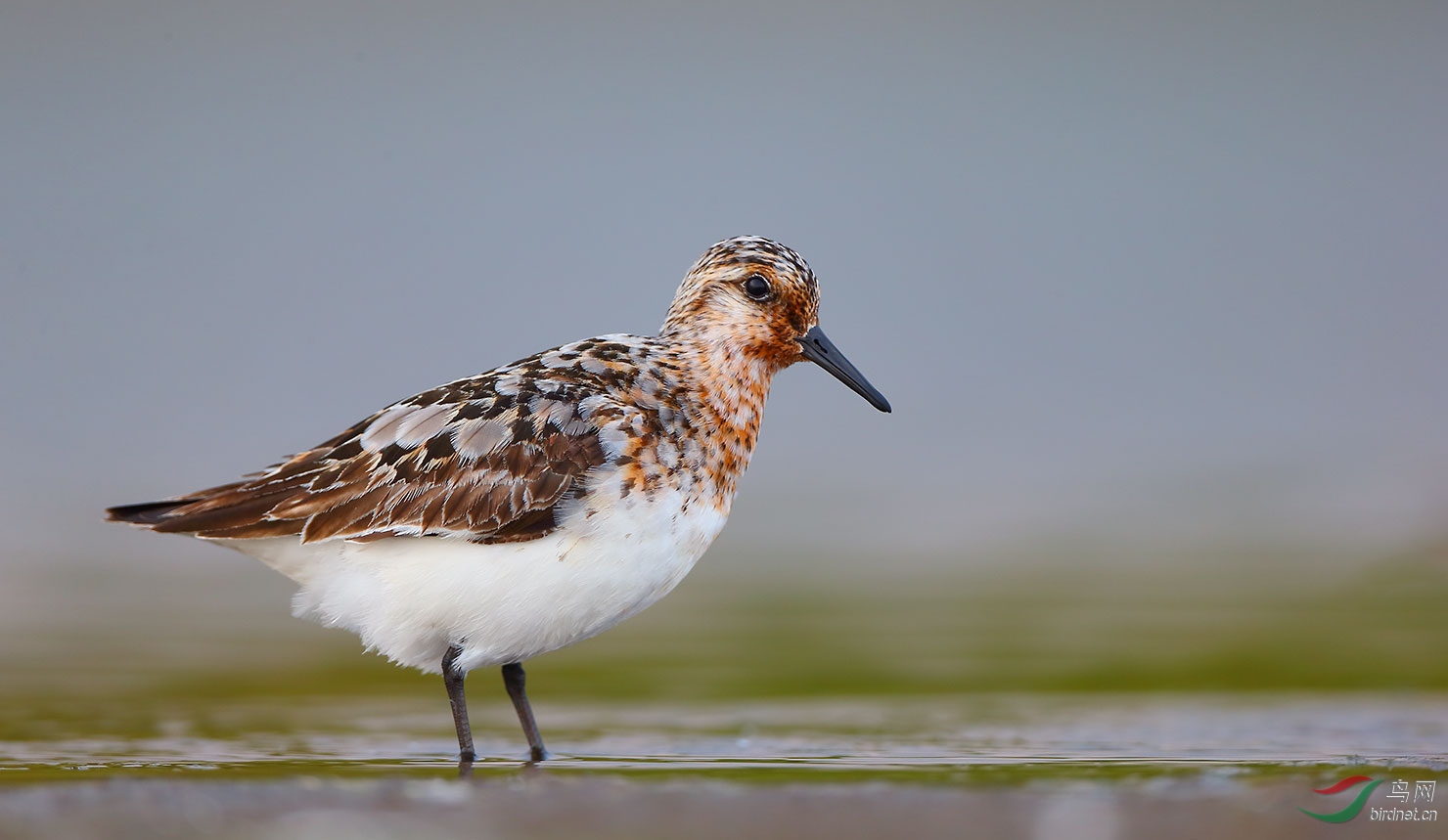 三趾滨鹬三趾滨鹬祝贺获得首页精华