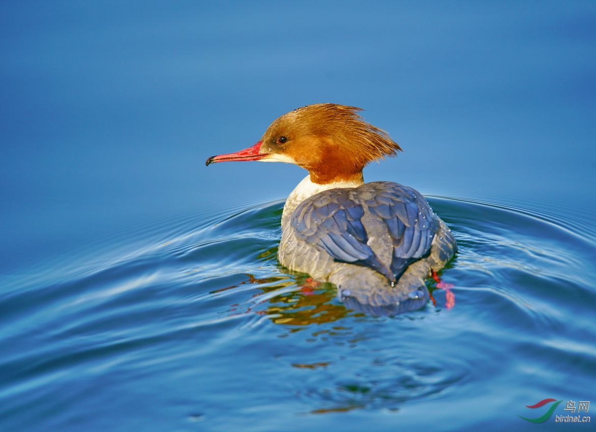 北海公园秋沙鸭