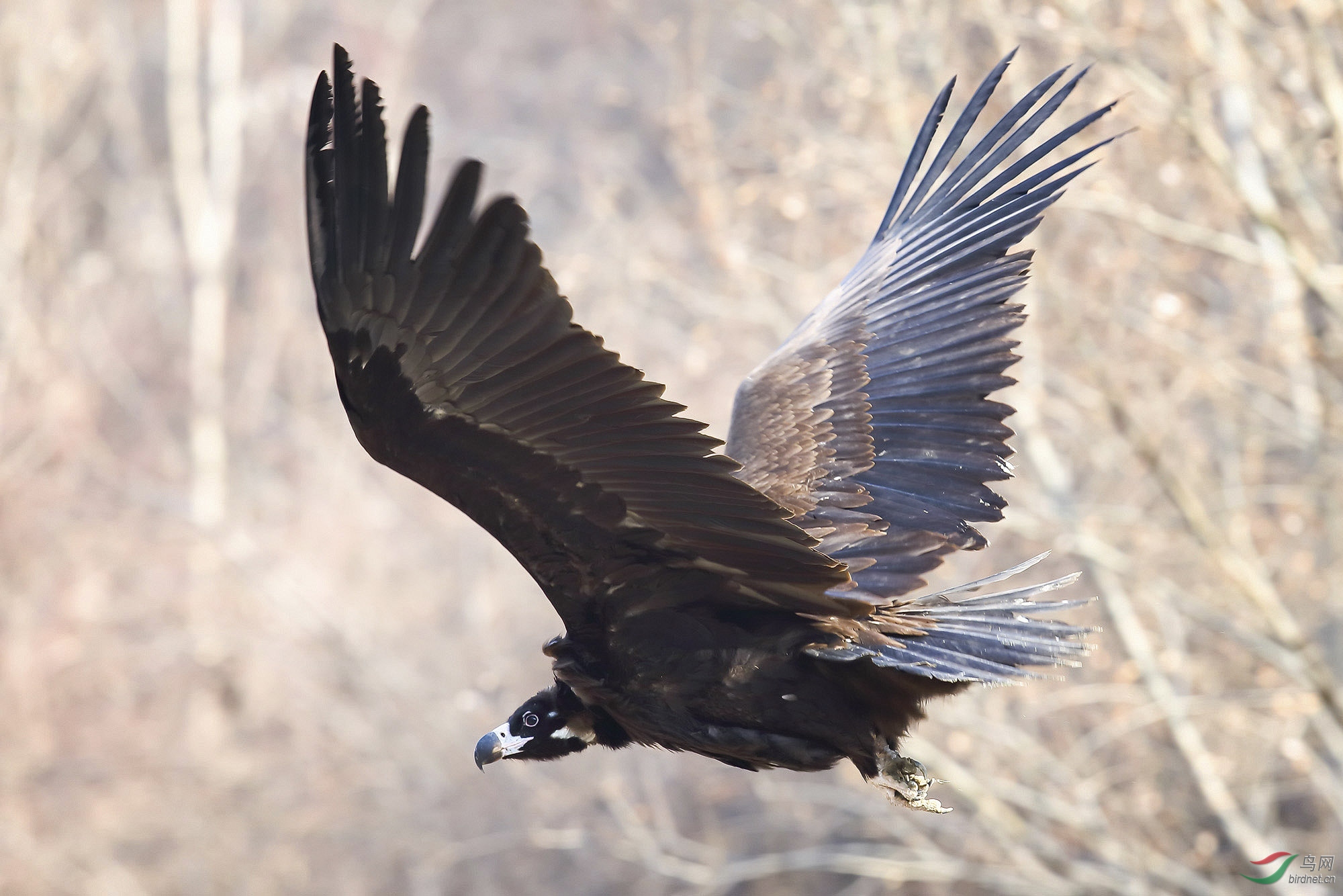 秃鹫座山雕来巡山贺获图一首页精华