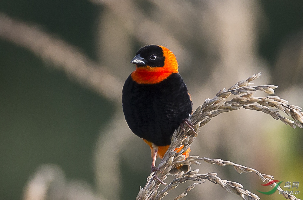 过年了,来些色彩艳丽的鸟1,,,橙巧织雀