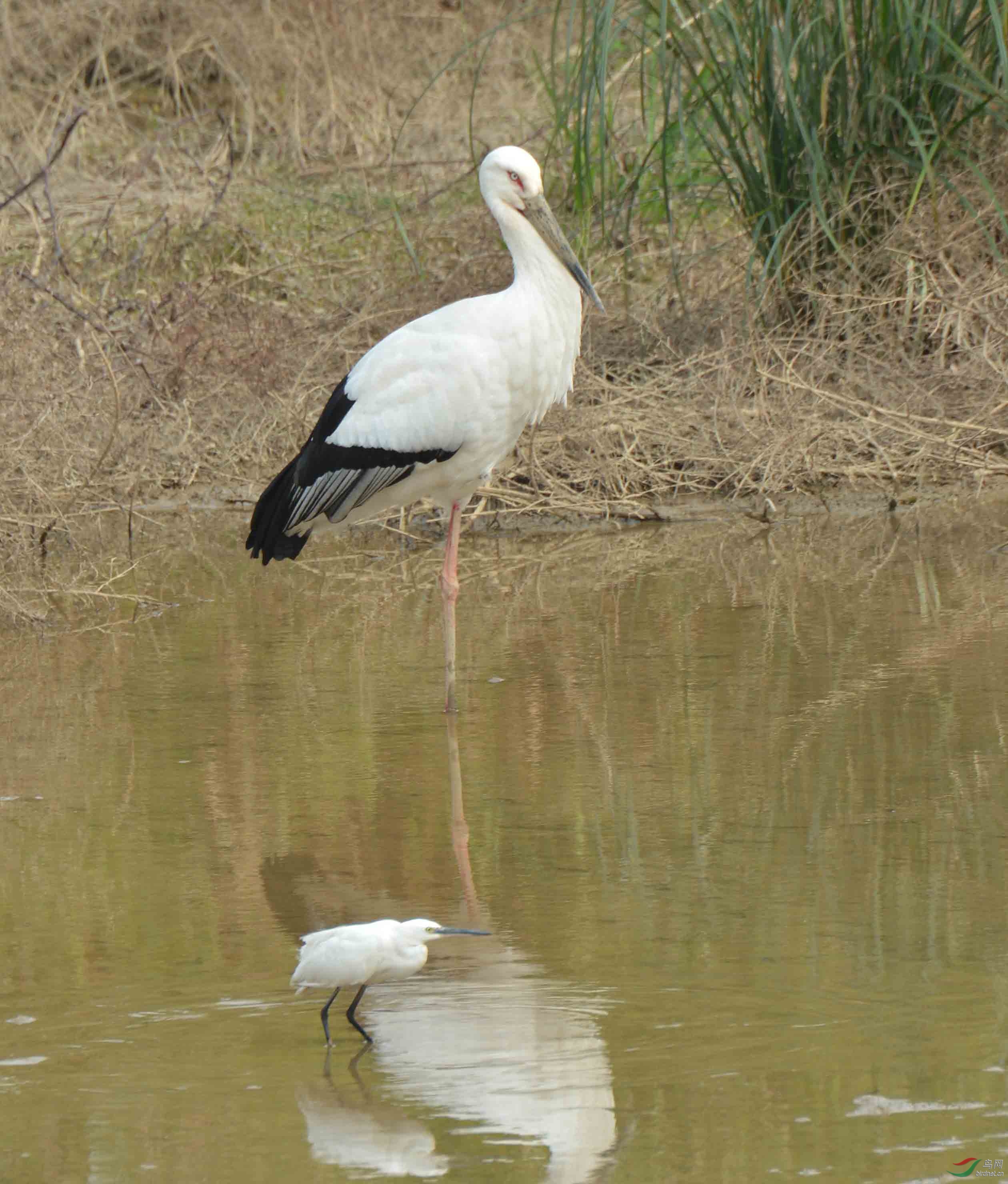 白鹳与白鹭