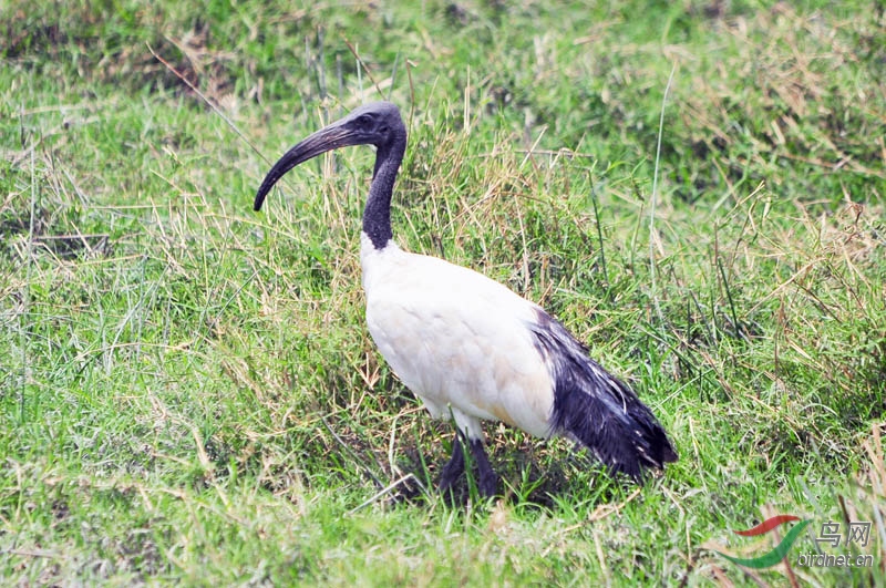 非洲鸟类知识埃及圣鹮