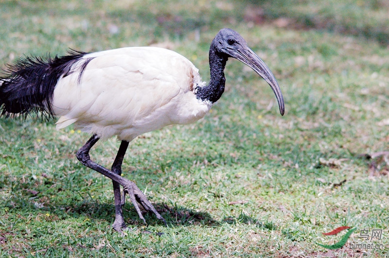 非洲鸟类知识埃及圣鹮