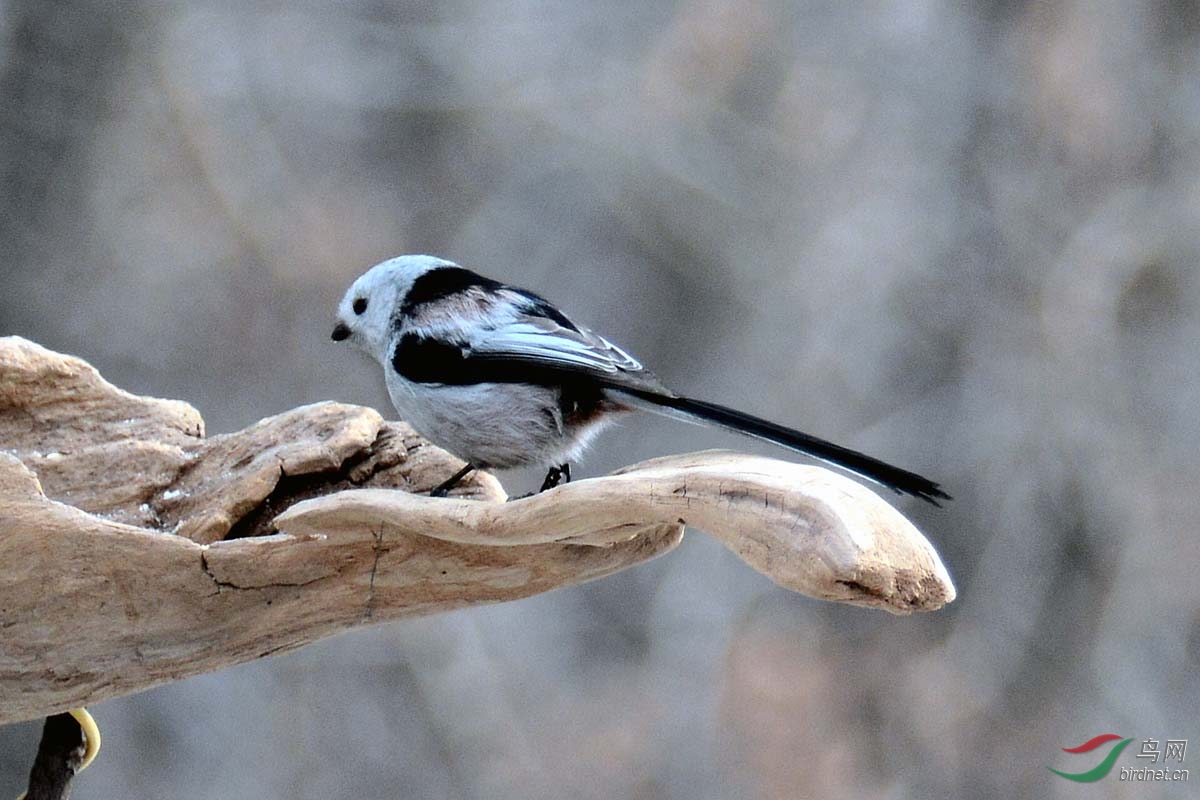 可爱的银喉长尾山雀          银喉长尾山雀是雀形目雀科的小型雀类