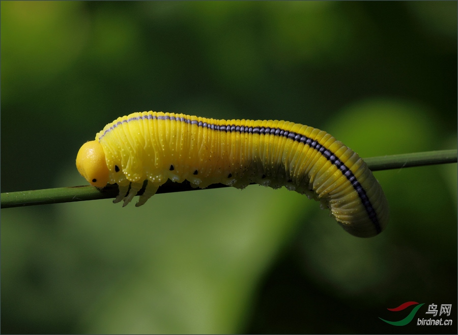 锤角叶峰幼虫 组片