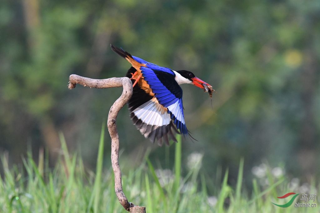 【蓝翡翠】 - 甘肃版 gansu 鸟网