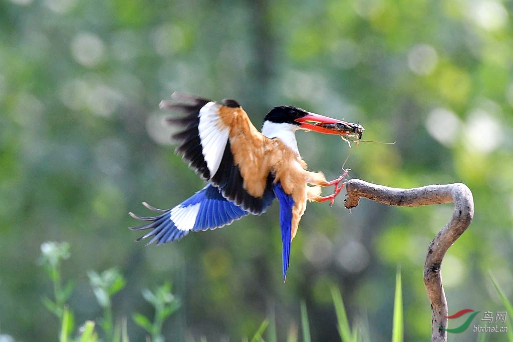 【蓝翡翠】 - 甘肃版 gansu 鸟网