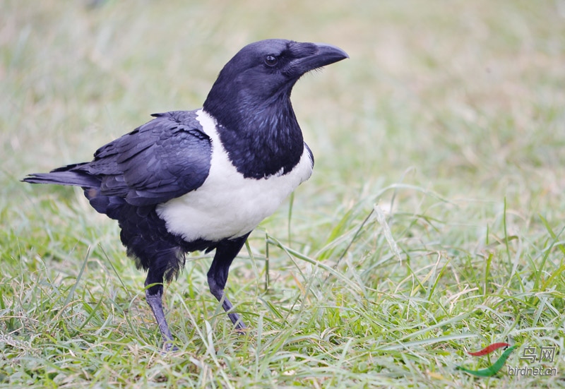 [国外鸟类] 非洲鸟类知识《白颈乌鸦》