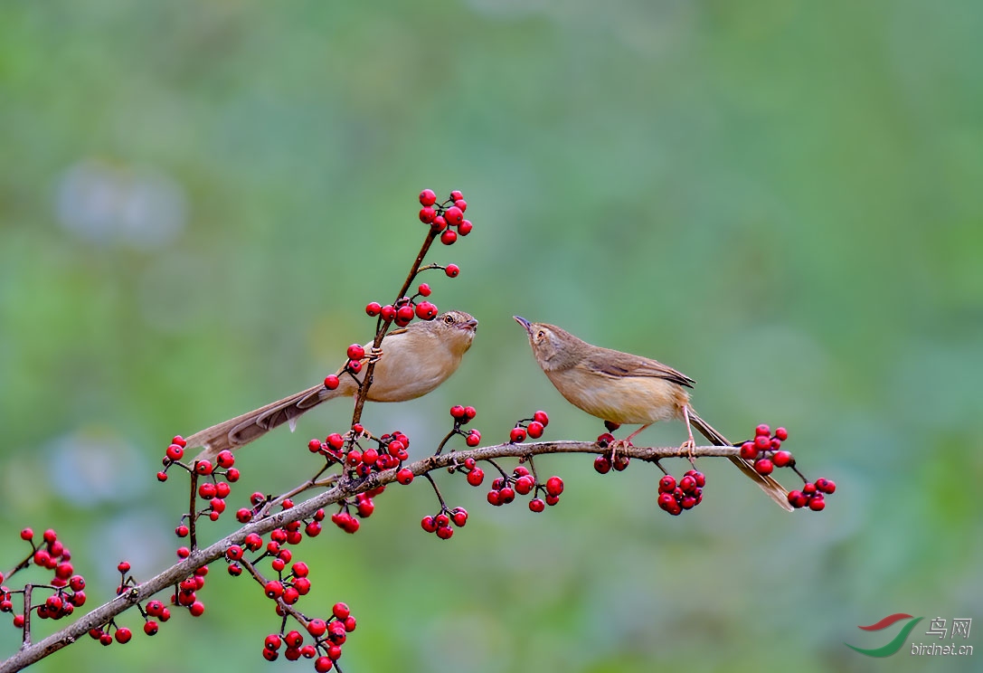 [林鳥] 小紅豆雙鳥圖--正月初六的祝福