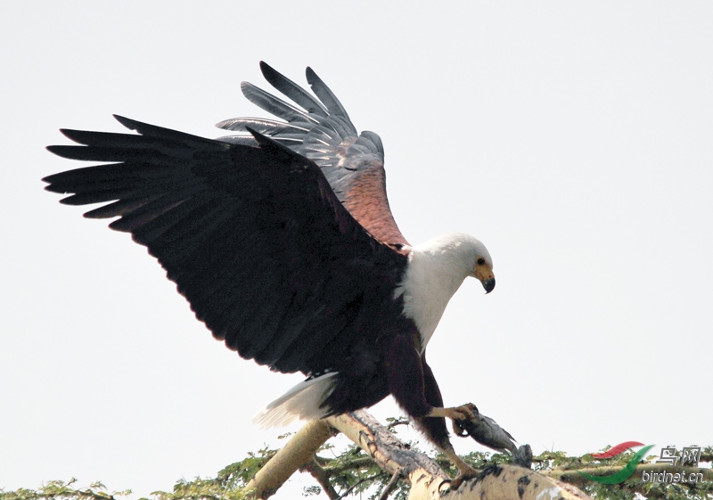 非洲鳥類知識《白頭海雕》