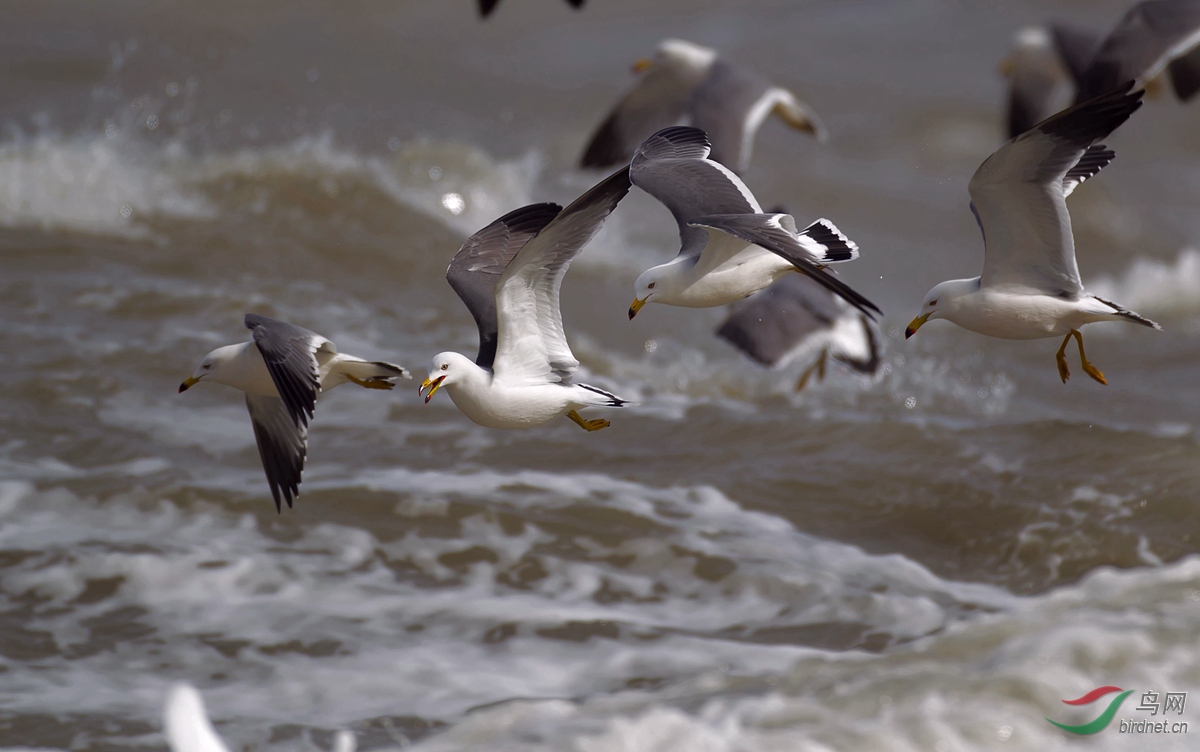 养马岛迎风踏浪的海鸥