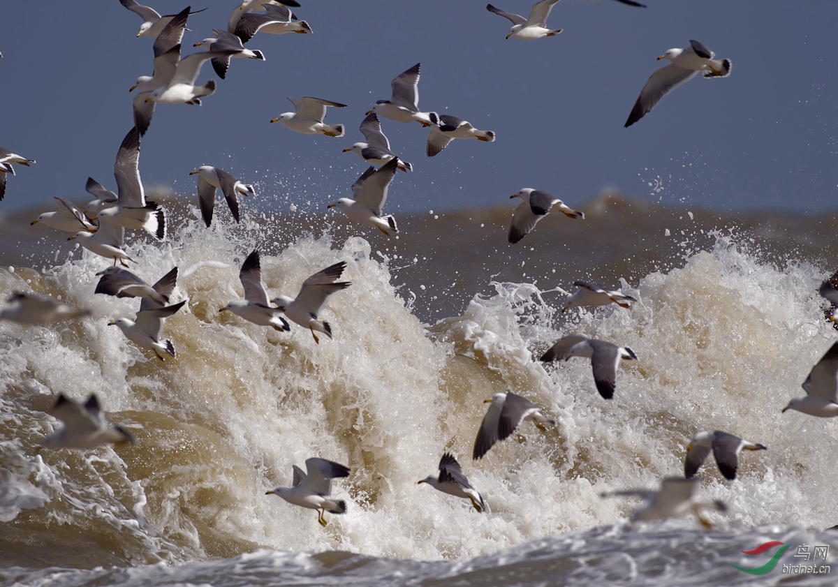 养马岛迎风踏浪的海鸥