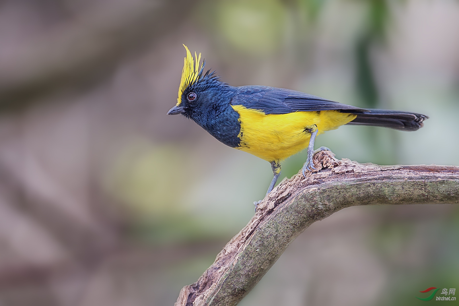 冕雀俗名黄鬃鸟陵水