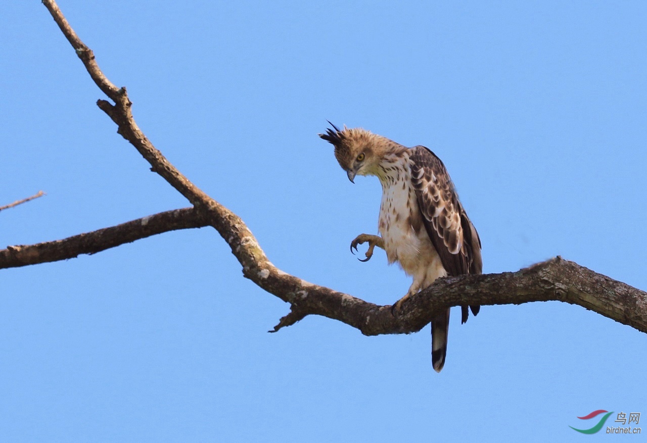 张牙舞爪的鹰雕