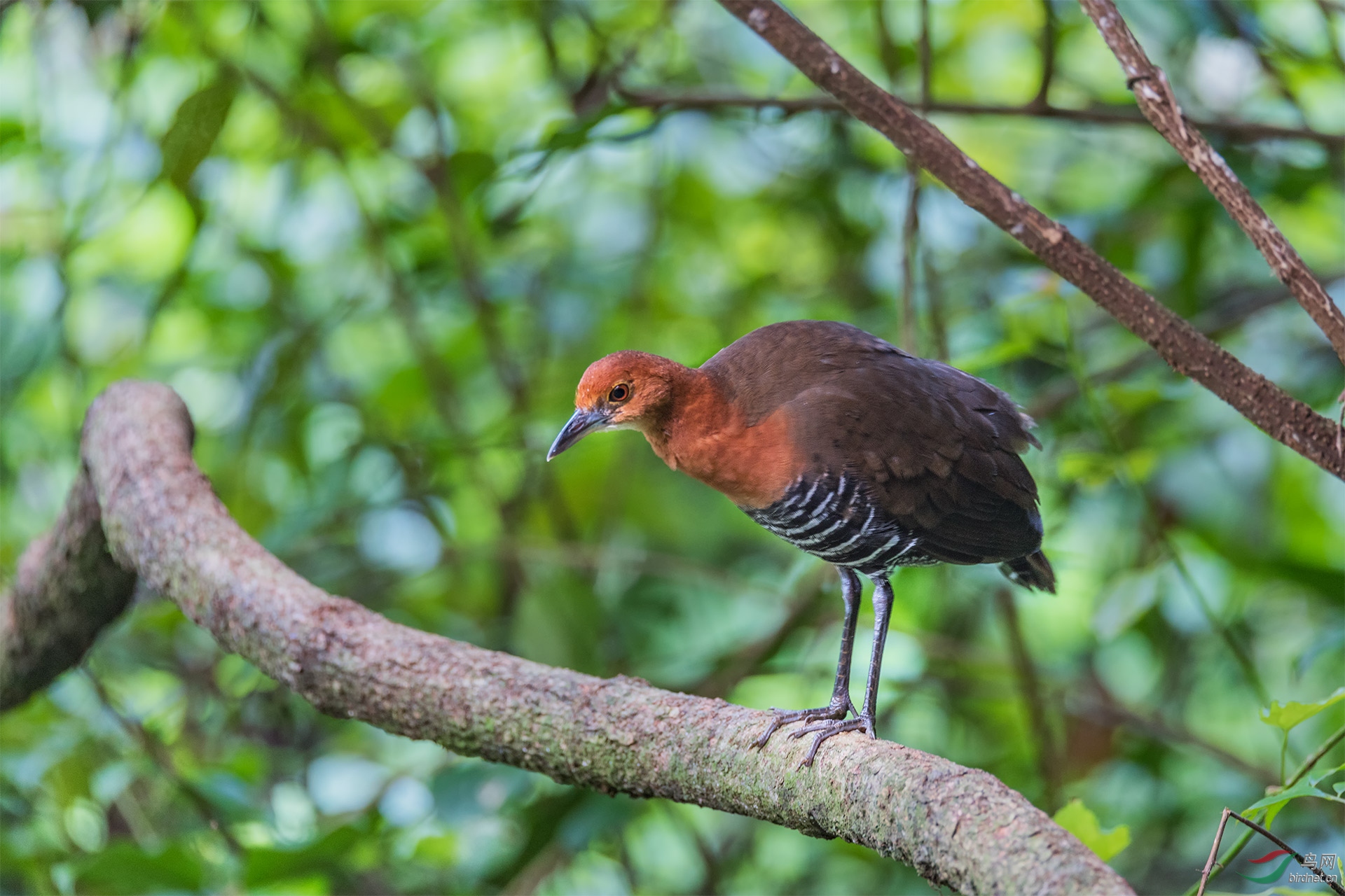 白喉斑秧鸡白喉斑秧鸡祝贺荣获首页精华