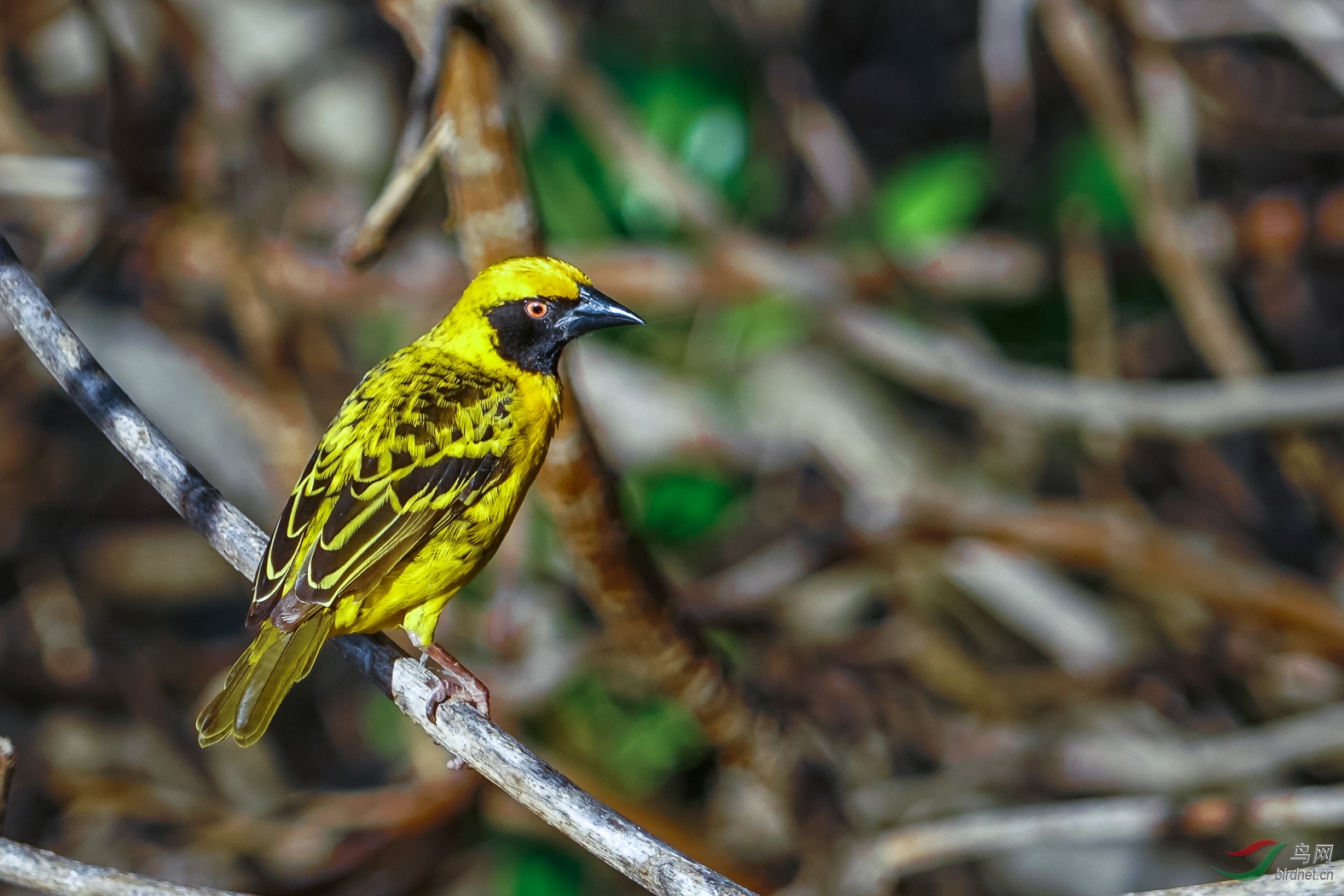 [林鸟] 行摄毛里求斯鸟类之--黑头织雀