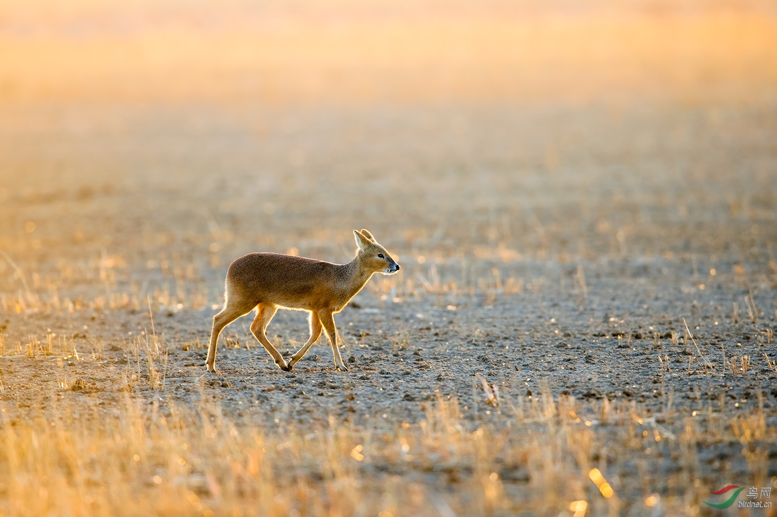 余晖射牙獐祝贺荣获野生动物首页精华