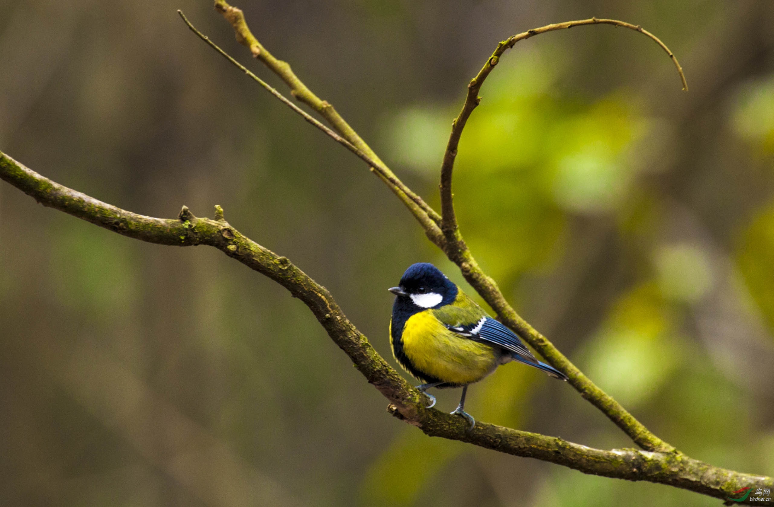 试问大家这是什么鸟,在张家界的十里画廊拍的,这里鸟类非常丰富