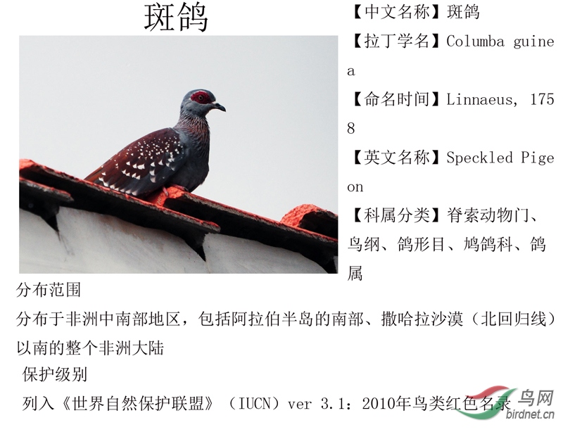 非洲鸟类知识非洲斑鸽