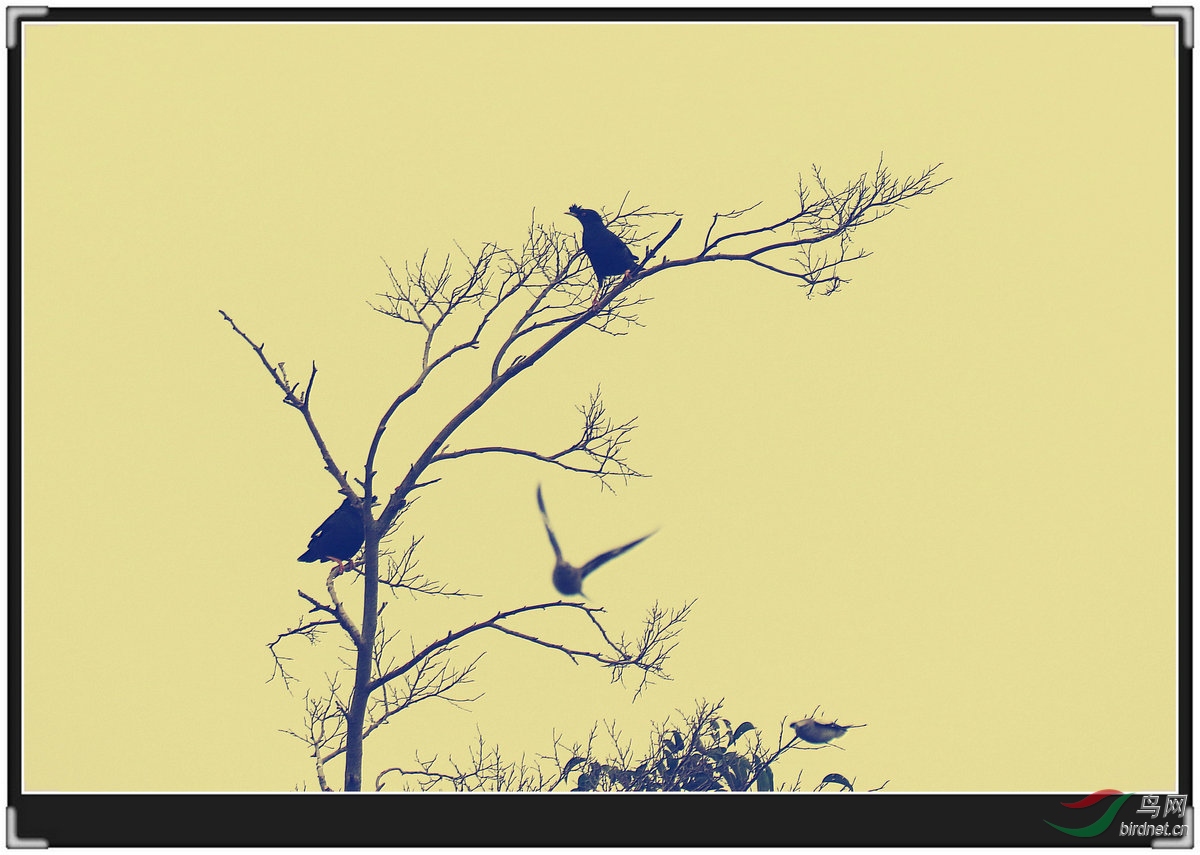 静与动 - 艺术创意 鸟网