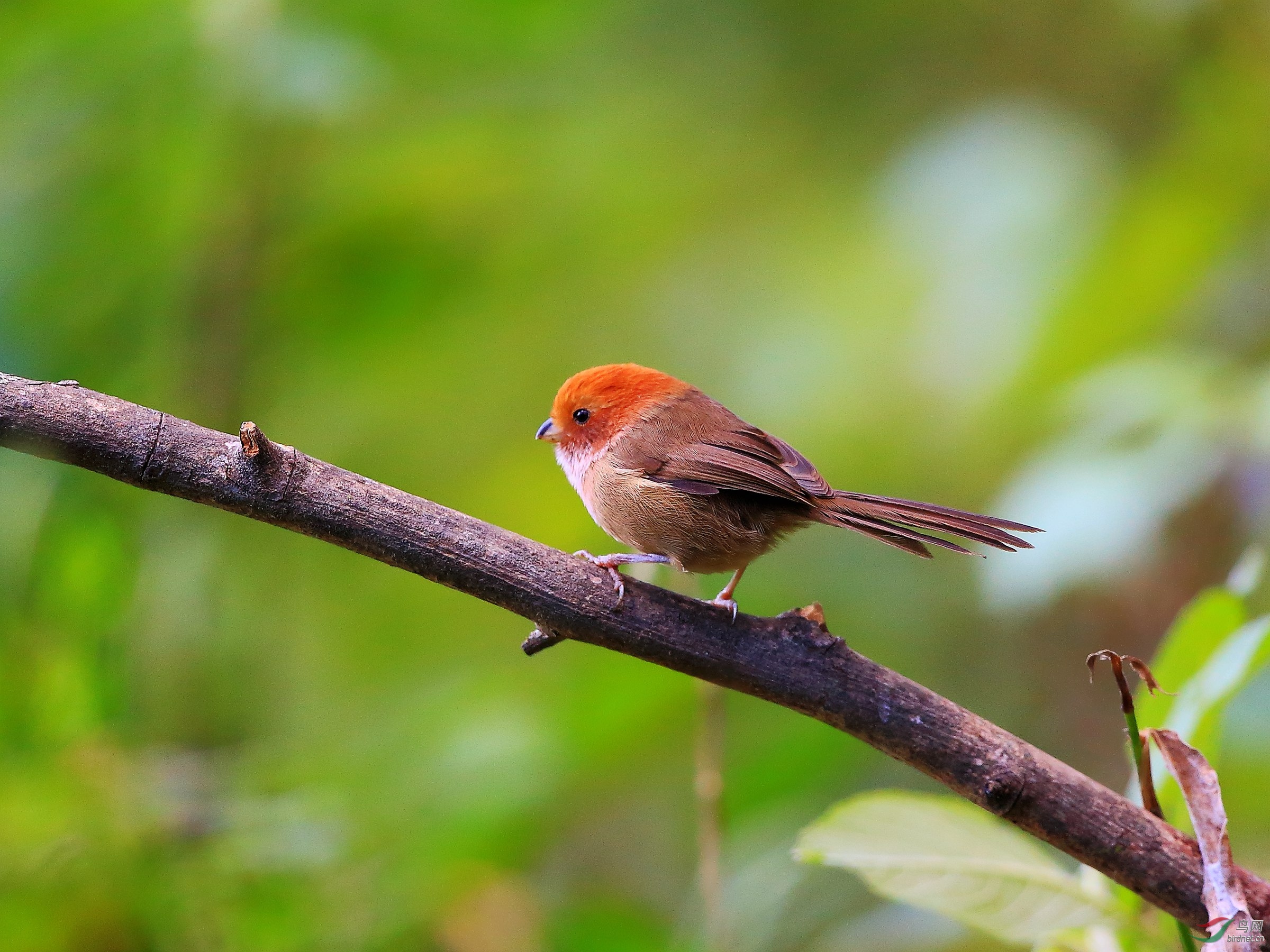 全球性接近受危鸟种,分布在缅甸东北部及中国西南部