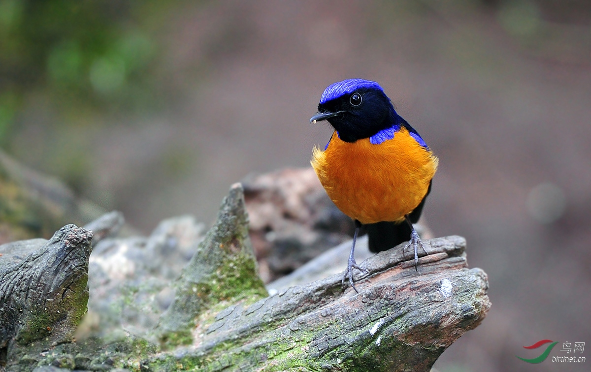 新春快乐!(橙腹仙翁)