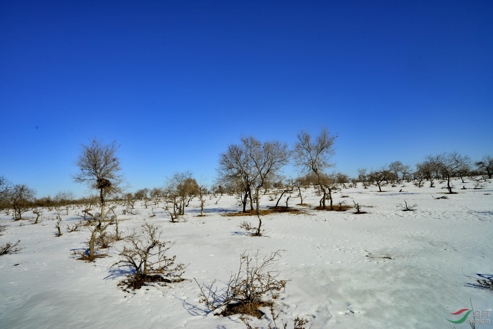 东北松林泡怪树林雪景