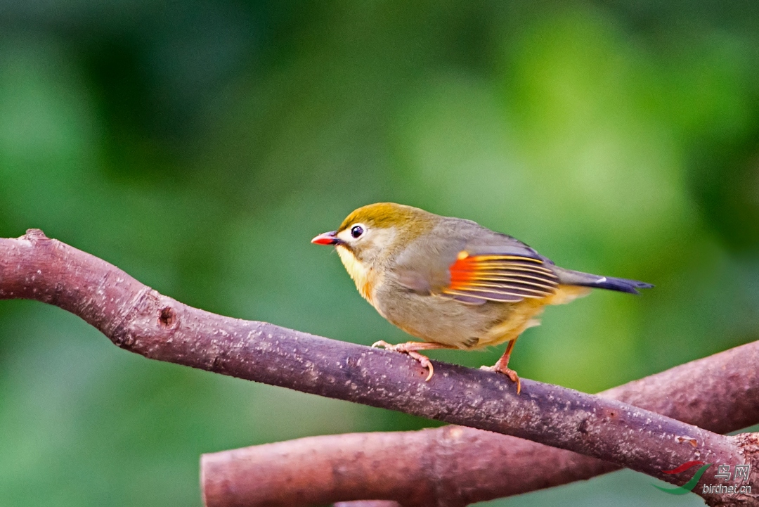 举头望明月低头思故乡红嘴相思鸟