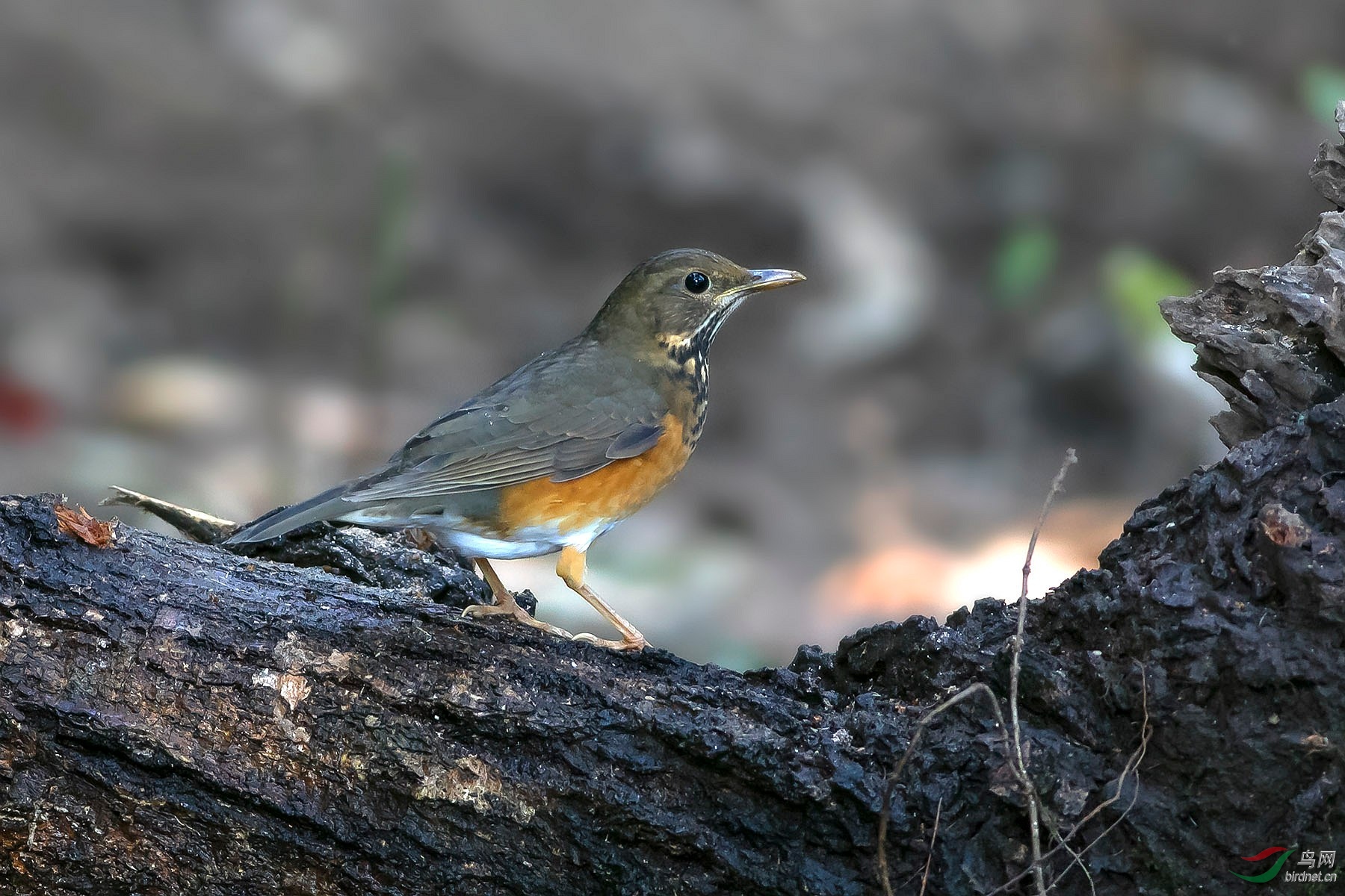 感谢全国鸟友对湖北版的支持