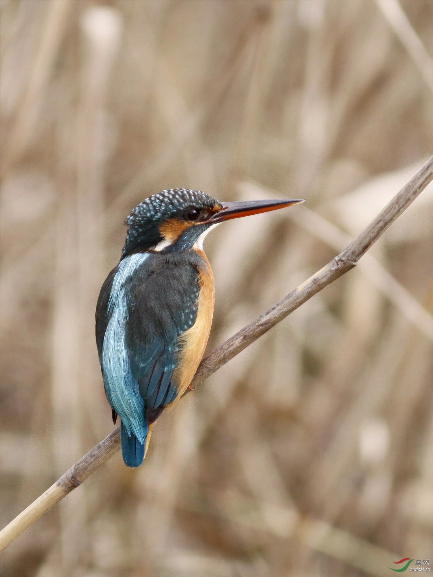 芦苇丛中的翠鸟