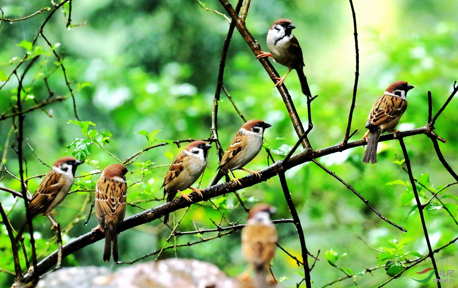 麻雀枝头春意闹