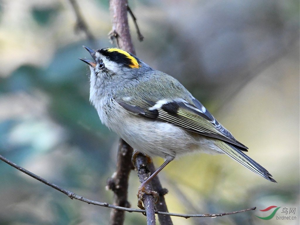 金冠戴菊鸟goldencrownedkinglet