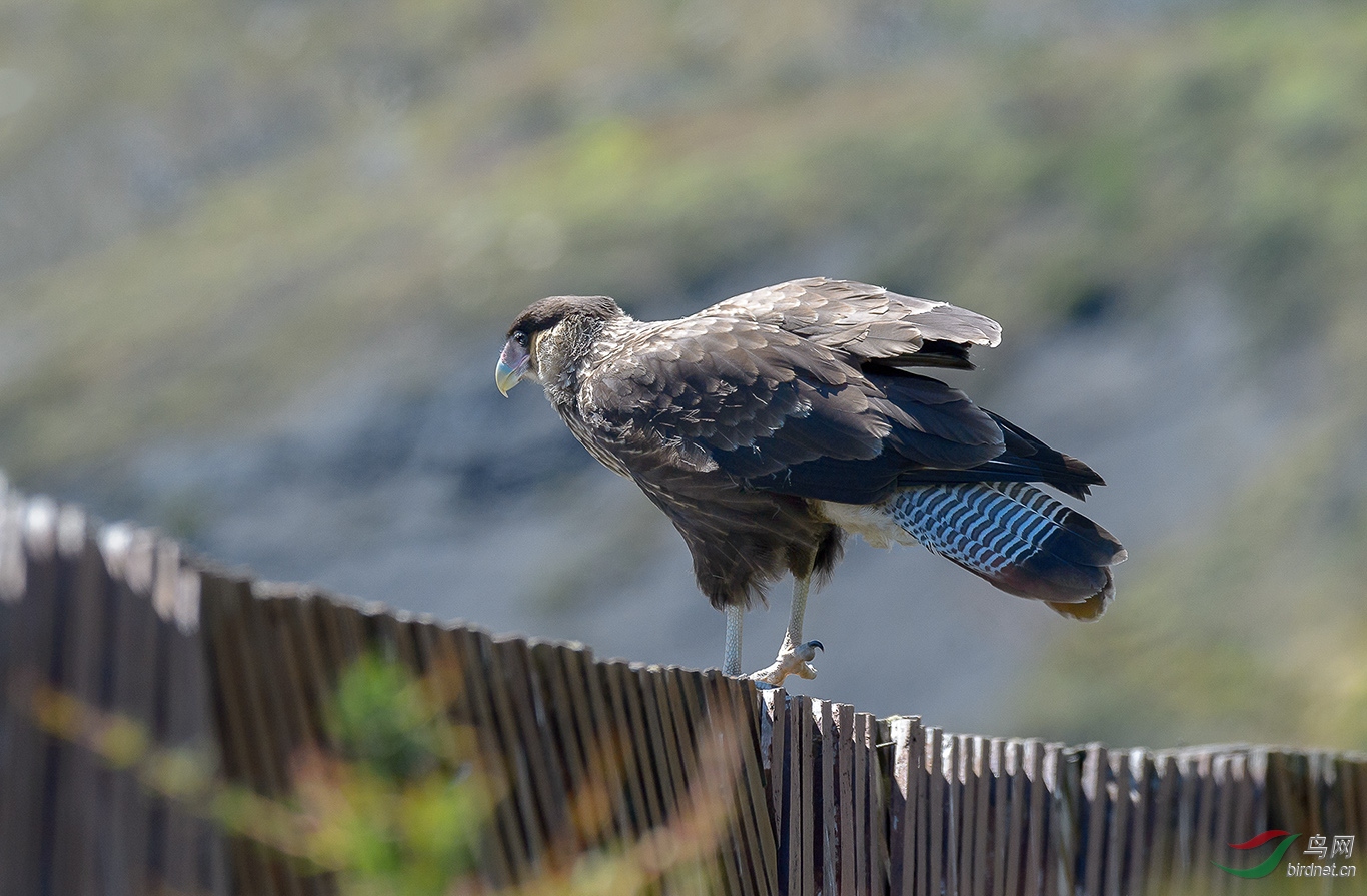 南美洲智利百内国家公园常见食腐猛禽