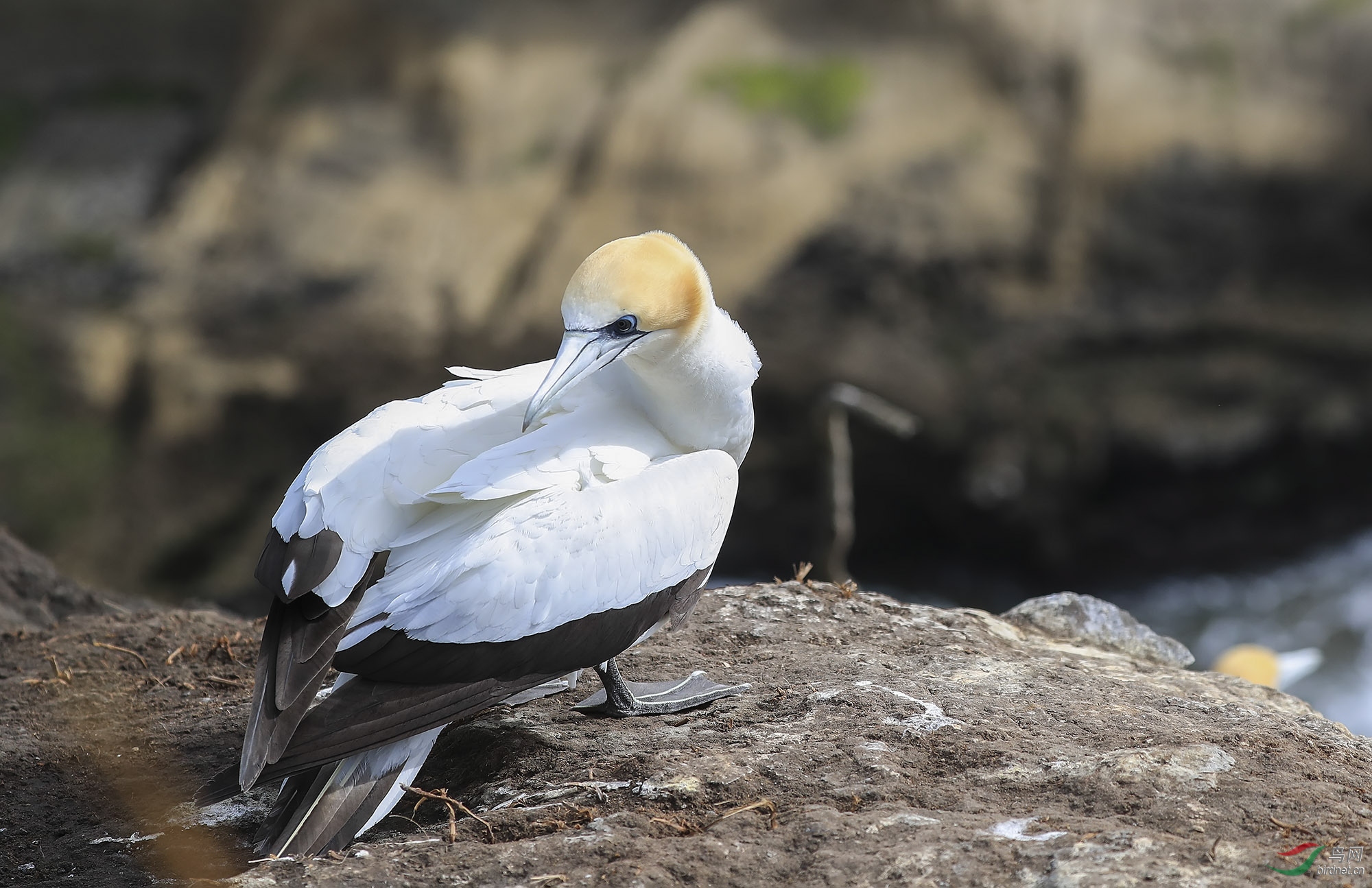 梳理新西兰塘鹅