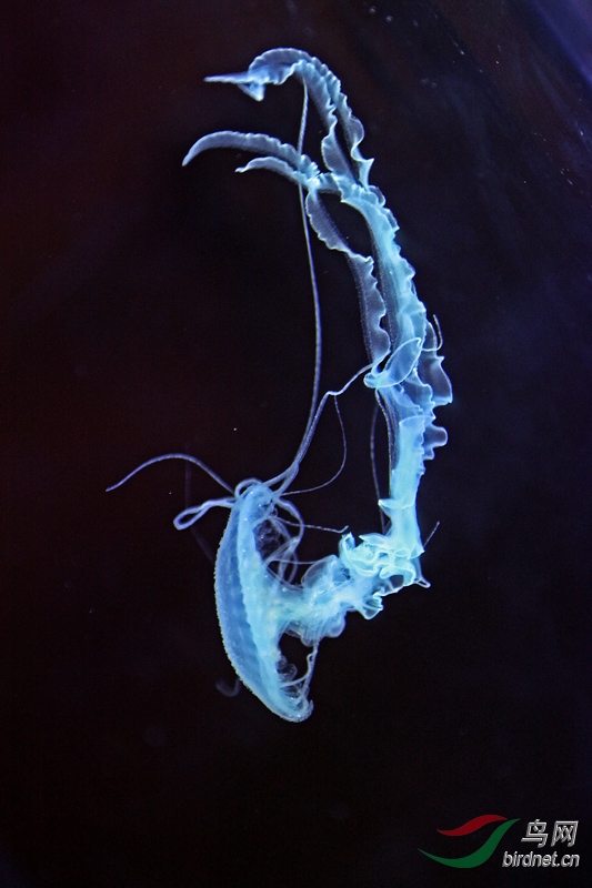 img_1948天草水母.jpg