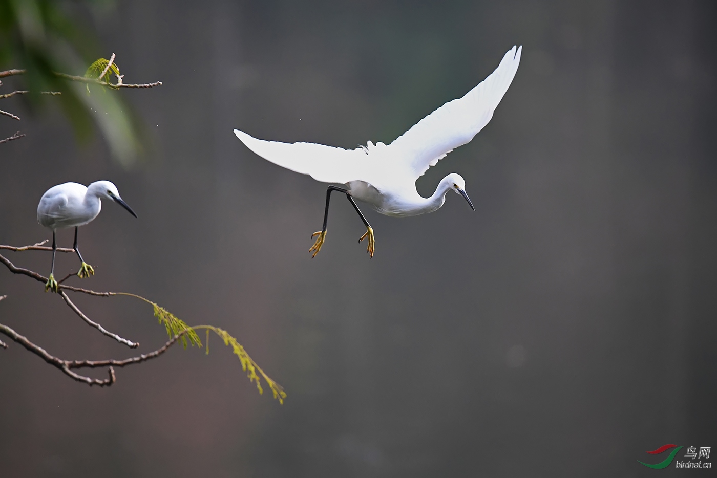 我欲乘风而去白鹭