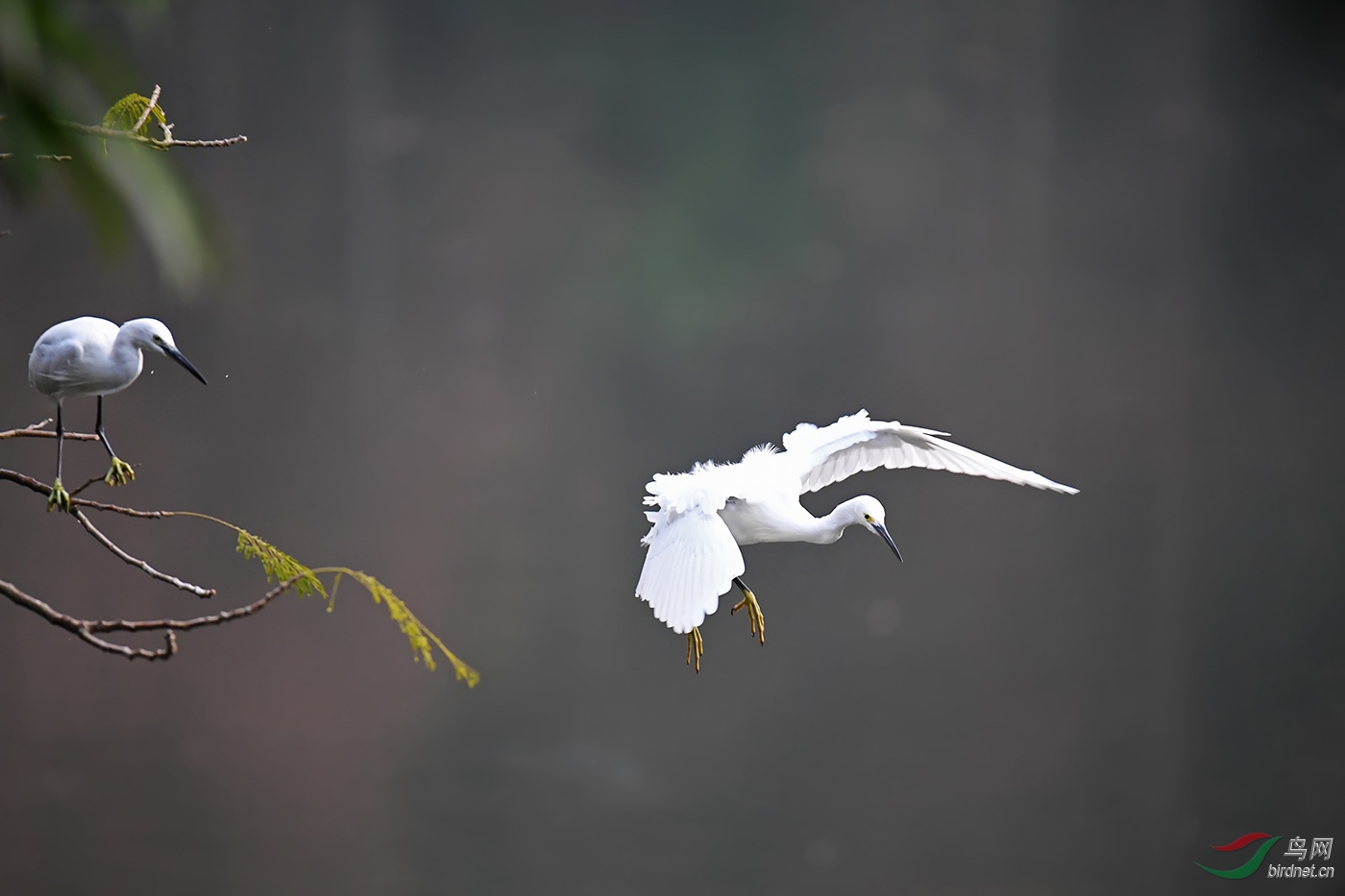 我欲乘风而去白鹭